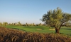 golf_view
